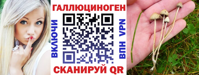 даркнет сайт Сенгилей Галлюциногенные грибы Psilocybe